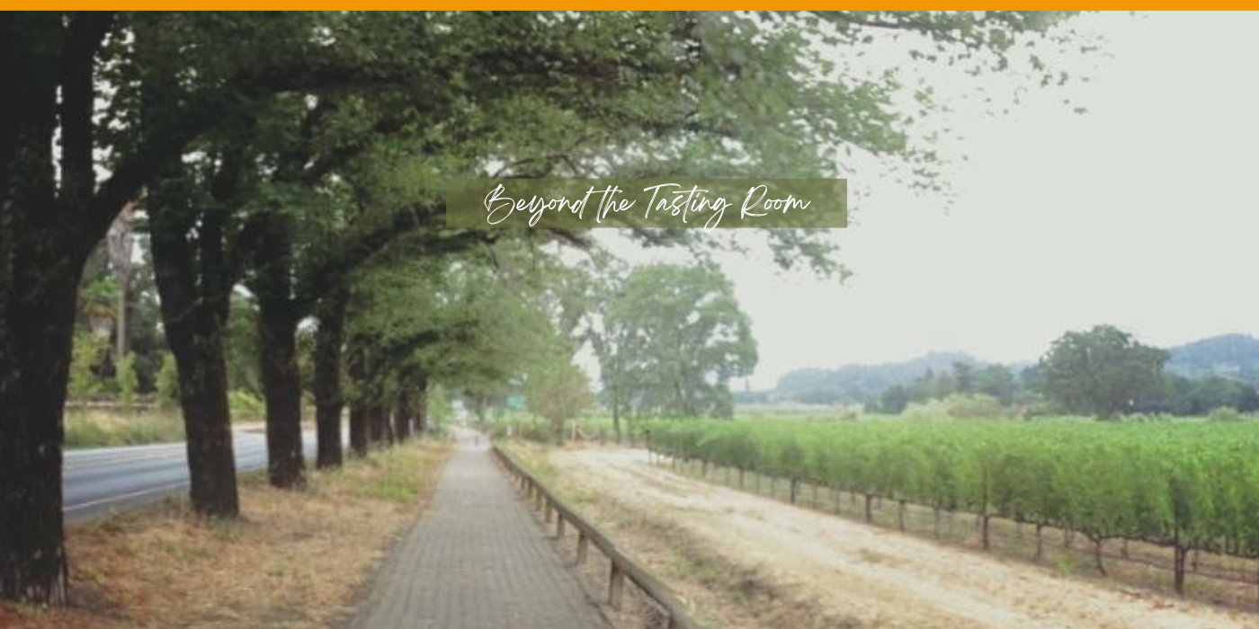 Beyond the Tasting Room — elm-lined path alongside Napa Valley vineyards