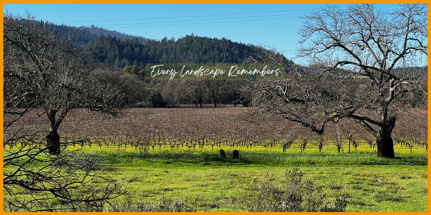 Every Landscape Remembers — dormant vines and walnut trees in a Napa Valley winter